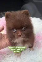 Ready to go Chocolate , a male Pomeranian for sale in Kentucky, KY – 2 of 10