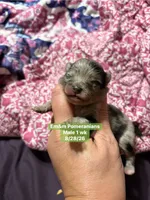Merle boy, a male Pomeranian for sale in Kentucky, KY – 3 of 3