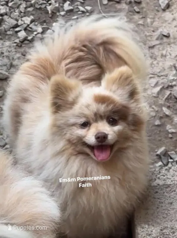 Faith spayed – Pomeranian puppy for sale in Kentucky, KY