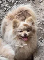 Faith spayed, a female Pomeranian for sale in Kentucky, KY – 1 of 1