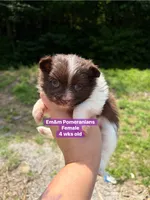 Chocolate parti , a female Pomeranian for sale in Kentucky, KY – 2 of 4