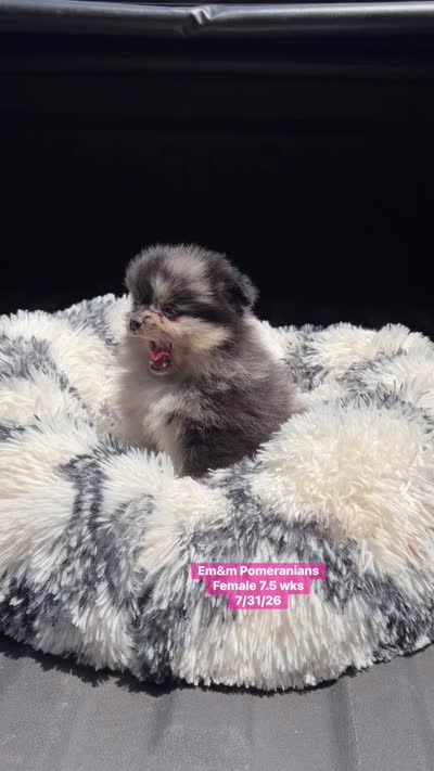 Merle, a female Pomeranian for sale in Kentucky, KY – 4 of 4