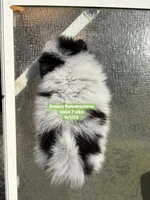 Black parti roan, a male Pomeranian for sale in Liberty, KY – 5 of 8