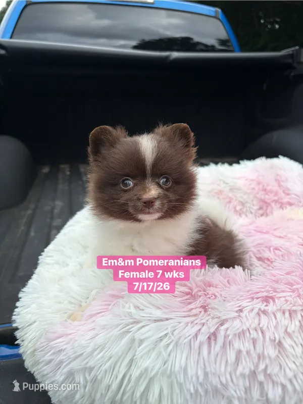 Chocolate parti  – Pomeranian puppy for sale in Kentucky, KY