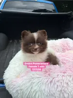 Chocolate parti , a female Pomeranian for sale in Kentucky, KY – 1 of 9