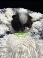 Black parti roan, a male Pomeranian for sale in Liberty, KY – 4 of 8