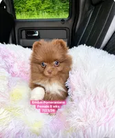 Chocolate with white markings , a female Pomeranian for sale in Kentucky, KY – 7 of 10