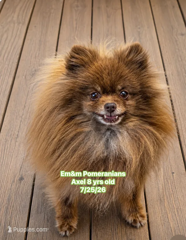 Axel will be neutered 8/12 – Pomeranian puppy on hold in Kentucky, KY
