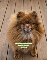 Axel will be neutered 8/12, a male Pomeranian for sale in Kentucky, KY – 1 of 2