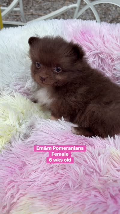 Chocolate with white markings , a female Pomeranian for sale in Kentucky, KY – 10 of 10
