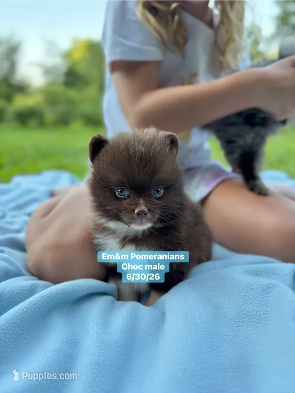 Chocolate boy – Pomeranian puppy for sale in Kentucky, KY
