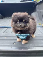Black & tan, a male Pomeranian for sale in Kentucky, KY – 6 of 10