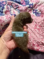 Choc boy , a male Pomeranian for sale in Kentucky, KY – 2 of 3