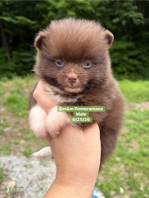 Chocolate boy – Pomeranian puppy for sale in Kentucky, KY
