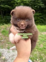 Chocolate boy, a male Pomeranian for sale in Kentucky, KY – 1 of 6