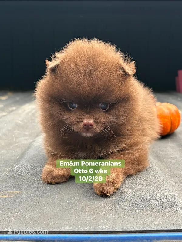 Choc boy limited AKC  – Pomeranian puppy for sale in Liberty, KY