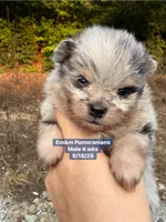 Merle boy, a male Pomeranian for sale in Liberty, KY – 5 of 7