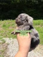 Merle boy Stella , a male Pomeranian for sale in Kentucky, KY – 4 of 6