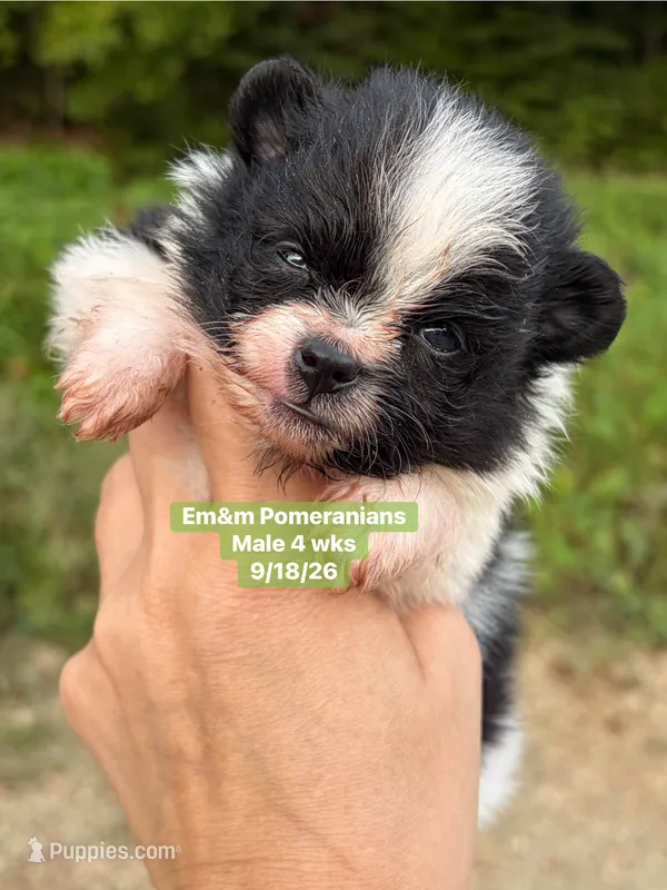 Tri color – Pomeranian puppy for sale in Kentucky, KY