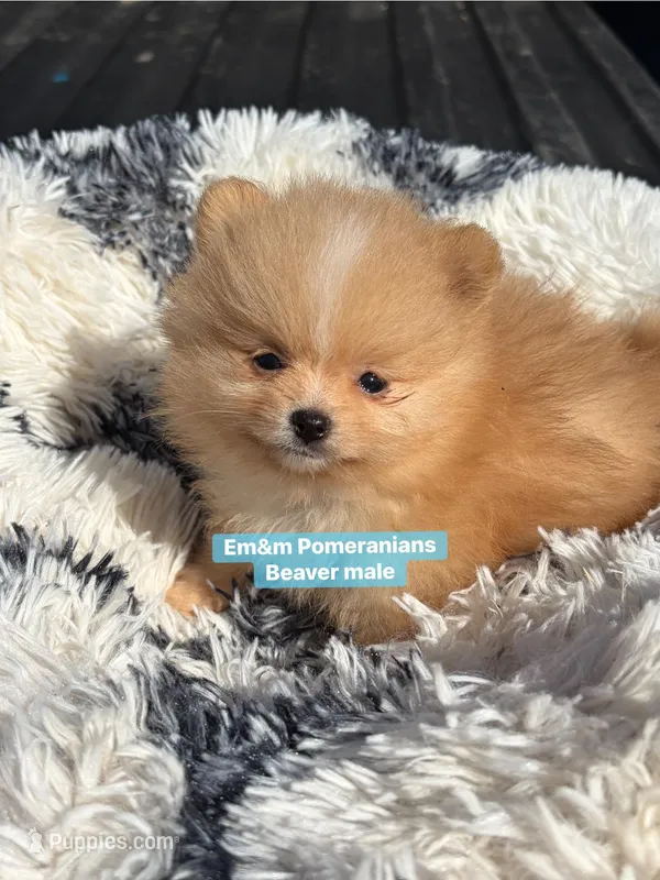 Beaver – Pomeranian puppy on hold in Kentucky, KY