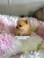 Beaver, a male Pomeranian for sale in Kentucky, KY – Photo 3 of 10