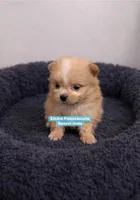 Beaver, a male Pomeranian for sale in Kentucky, KY – Photo 4 of 5