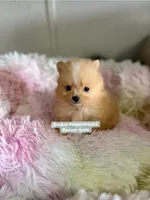 Beaver, a male Pomeranian for sale in Kentucky, KY – Photo 4 of 10