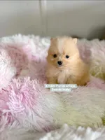 Beaver, a male Pomeranian for sale in Kentucky, KY – Photo 2 of 10