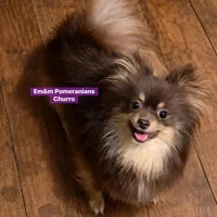 Beaver, a male Pomeranian for sale in Kentucky, KY – Photo 5 of 10