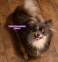 Beaver, a male Pomeranian for sale in Kentucky, KY – Photo 5 of 5