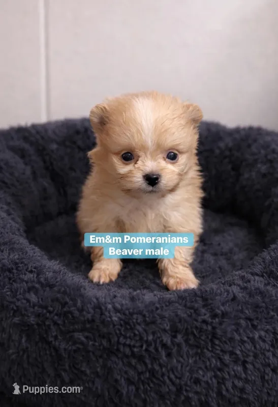 Beaver, a male Pomeranian for sale in Kentucky, KY – Photo 1 of 5