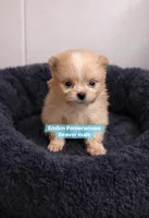 Beaver, a male Pomeranian for sale in Kentucky, KY – Photo 1 of 5
