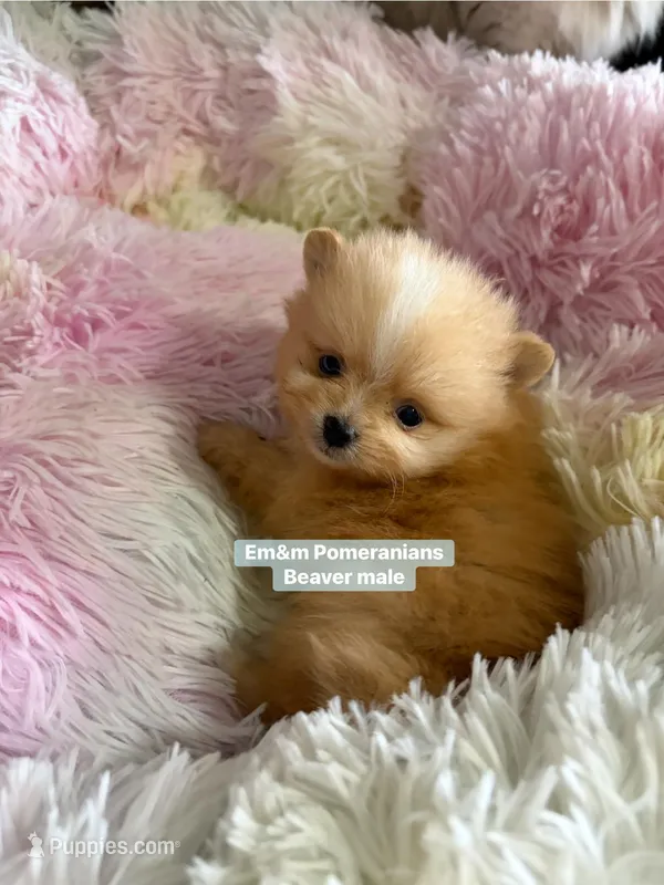 Beaver – Pomeranian puppy for sale in Kentucky, KY