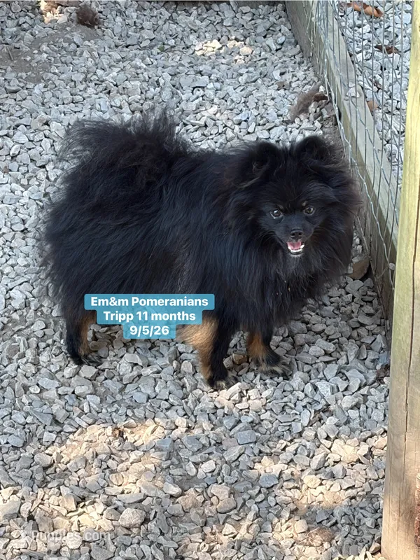 Tripp-neutered before leaving  – Pomeranian puppy for sale in Kentucky, KY