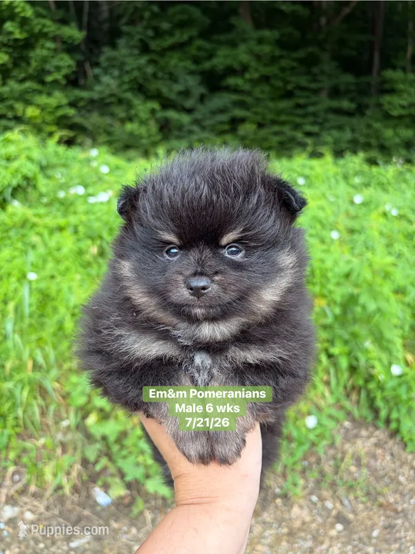 Black & tan – Pomeranian puppy for sale in Kentucky, KY