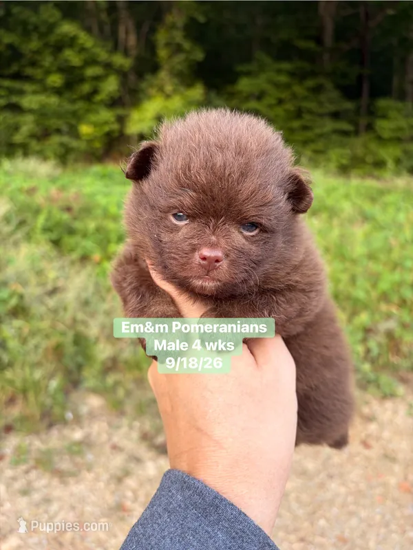 Choc boy  – Pomeranian puppy for sale in Kentucky, KY