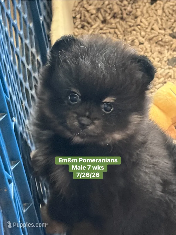 Black & tan – Pomeranian puppy for sale in Kentucky, KY