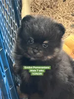 Black & tan, a male Pomeranian for sale in Kentucky, KY – 2 of 10
