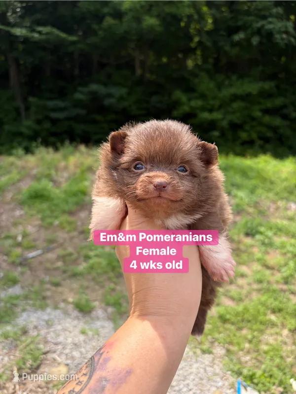Chocolate with white markings  – Pomeranian puppy for sale in Kentucky, KY