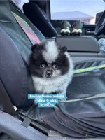 Black parti roan, a male Pomeranian for sale in Liberty, KY – 7 of 8