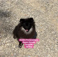 Raven- charting 4 pounds, a female Pomeranian for sale in Kentucky, KY – 9 of 10