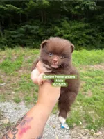 Chocolate boy, a male Pomeranian for sale in Kentucky, KY – 2 of 6