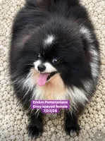 Envy spayed female, a female Pomeranian for sale in Kentucky, KY – 3 of 3