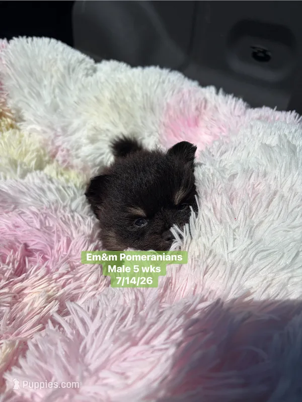 Black & tan – Pomeranian puppy for sale in Kentucky, KY