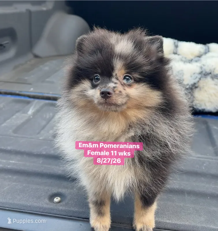 Blue eyed Merle – Pomeranian puppy for sale in Kentucky, KY