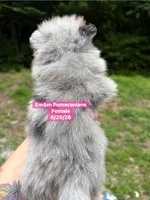 Blue eyed merle girl, a female Pomeranian for sale in Kentucky, KY – 5 of 5