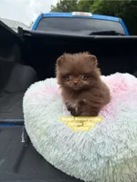 Teeny tiny, a female Pomeranian for sale in Kentucky, KY – 5 of 6