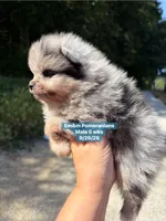 Merle boy limited AKC blue eye, a male Pomeranian for sale in Liberty, KY – 5 of 9