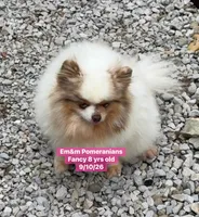 Fancy spayed, a female Pomeranian for sale in Liberty, KY – 2 of 5