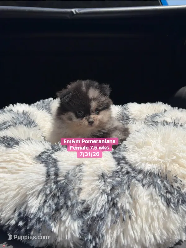 Merle – Pomeranian puppy for sale in Kentucky, KY